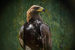 Golden eagle conservation project wins renowned ecology award