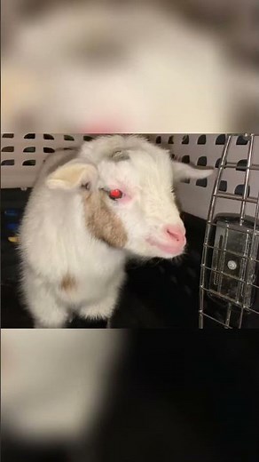 Goat's Cuteness Overload: Prepare to Melt Your Heart! #shorts