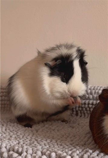 Cleaning Time for Our Adorable Guinea Pigs