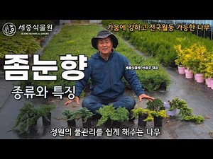 좀눈향 종류와 키우는방법 건조한 토양에서 전국월동 가능한 정원수 #정원 #정원수 #좀눈향 #식물 #정원가꾸기 #가드닝 #묘목