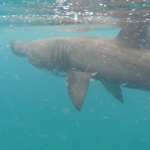 8.3K views · 168 reactions | Our St Kilda rangers get very close to a basking shark 麗 . Diving, snorkelling or swimming with marine mammals or basking sharks is not recommended. However, if you do encounter animals while in the water, please follow the guidance in The Scottish Marine Wildlife Watching Code, and take extreme care not to disturb the animals or put yourself in danger. | National Trust for Scotland | Facebook