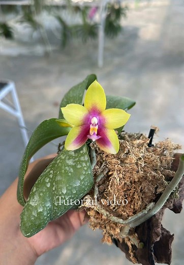 Tutorial Video utk demo macam mana kami pindah orkid ke kayu😍(For reference only) #orkid #tolumniaorchid #orchidslovers #perminatorkid #tutorial