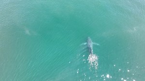 5.6K views · 127 reactions | Aerial drone footage shows the humpback whale (Megaptera novaeangliae) missing its iconic lobed fluke, which is responsible for propulsion while swimming. Taken by Eric Guth under NMFS permit # 24359 | LiveScience | Facebook