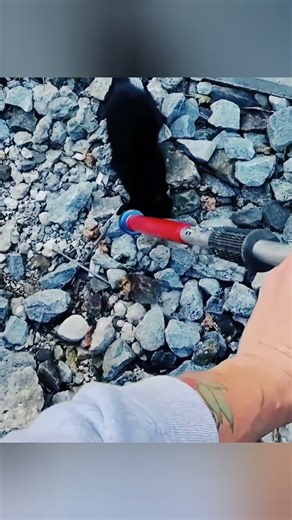 Strangers Stop Everything to Save Kitten on Train Tracks — Heart-Stopping Rescue!