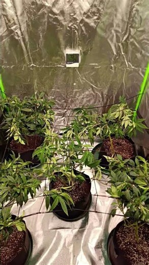 4x4 scrog tent grow #gaiagreen #spiderfarmer #sherbcreampie