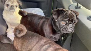 Pupsie Show ✌🏻. | Happy Pug - Happy Life