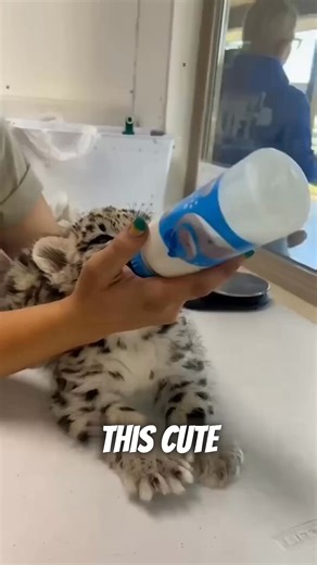 Why not fren if fren shaped #ReelIt #FacebookReels #TrendingReels | Historical Len I