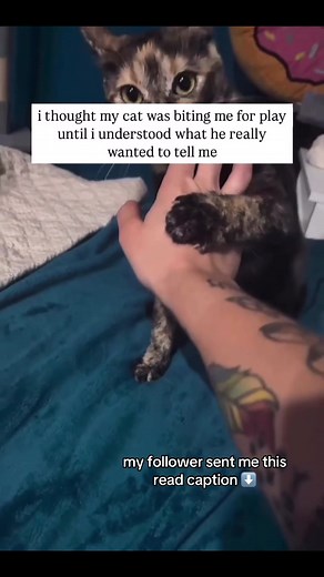 Understanding Cat Biting: Why It Matters