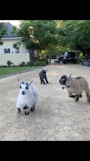 Cute baby lambs jumping around happily 🐑💨 #babylamb #cuteanimals #funnyanimals