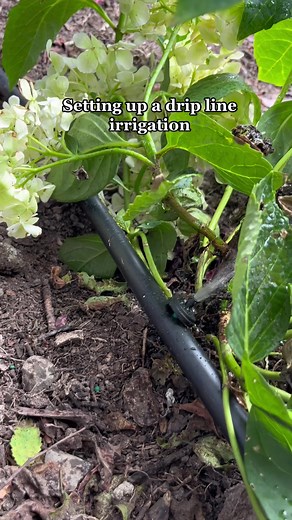 Efficient Drip Line Irrigation Setup in 30mins | DIY Garden Guide