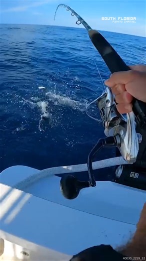 This is a GREAT Fish for Dinner #mackerel #holymackerel #catchingdinner #fishwithme | South Florida Fishing Channel