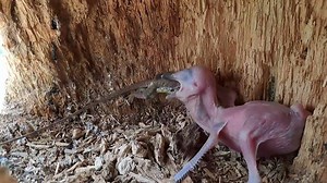 8.4K views · 120 reactions | Baby skulk cubs are fed by large lizards #indonaturevalues | Indo Nature Values | Facebook