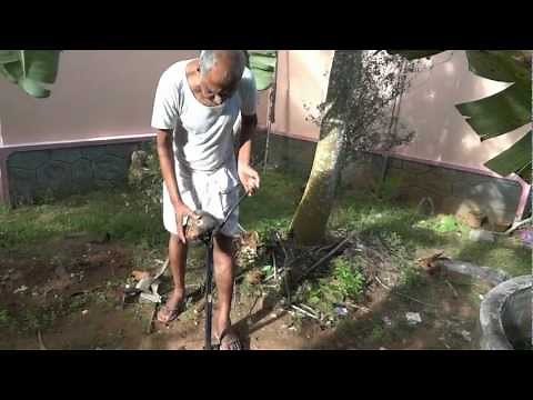 How to Dehusk a coconut