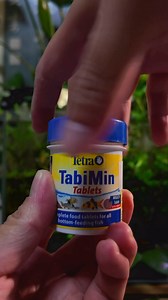 Feeding Wild Type Guppies in my Low-tech Houseplants Aquarium ❤️🌱🦐🐟 ~ This is a low-tech aquarium where I grow Monstera deliciosa and pothos. I feed my wild guppies Tetra TabiMin tablets and enjoy watching them eat, it’s very calming and soothing to watch. My favourite thing to do! ~ About this aquarium: ~ Plants in this aquarium: - Monstera Deliciosa - Pothos - Snakeplants cuttings - Java Fern - Anubias Nana Petite - Bucephalandra -Cryptocoryne ~ Inhabitants: -Wild type guppies - Orange neoc