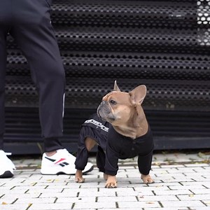 2.3K reactions · 512 shares |  Athleisure tear-a-way tracksuit for the ultimate street style! | Canada Pooch | Facebook