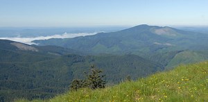 Keeping trees in the ground where they are already growing is an effective low-tech way to slow climate change