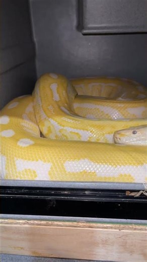 Hypo labyrinth albino Burmese python ￼#reptiles #snake #animals