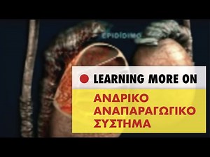 ✅Γεννητικά Όργανα Άνδρα