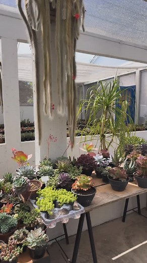 🌿 Dica de cultivo: O tamanho da planta faz toda a diferença na hora de adubar! 🌱 ➡️ Plantas pequenas precisam de pouco adubo, pois ainda estão em fase de crescimento e têm raízes delicadas. ➡️ Já as plantas maiores exigem mais adubo, porque consomem mais nutrientes para manter o desenvolvimento e a floração. ⚖️ O segredo está no equilíbrio: nem de menos, nem demais! 💚 #Suculentas #Cactos #DicasDeCultivo #AdubaçãoCerta #VandoEFabi #JardimComAmor | Vando & Fabi Cactus e Suculentas