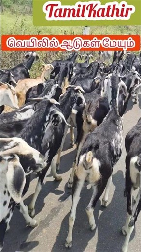 ☀️ வெயில் நேரங்களில் ஆடுகள் நன்றாக மேயும் #short #shorts #goat #kanni #village #tamilkathir #farmer