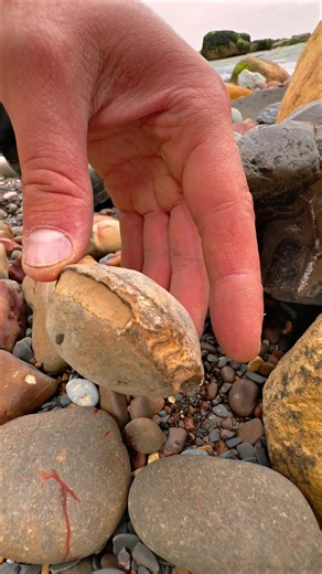 Exposing a perfect Jurassic Belemnite (Squid-like creature) which was in a large loose shale slab hidden within lots of beach pebbles 🦑🦑 This is the ‘Belemnite Guard’, which was the tough inner part of the belemnite 🏝 The soft tissue rarely preserved properly, however many great examples have been found in other parts of the world 🌎 Thank you in advance for supporting our page! 🐊 #natural #nature #fossil #fossils #ancient #animals #art #ammonite #ammonites #dinosaur #scientist #minerals #pa