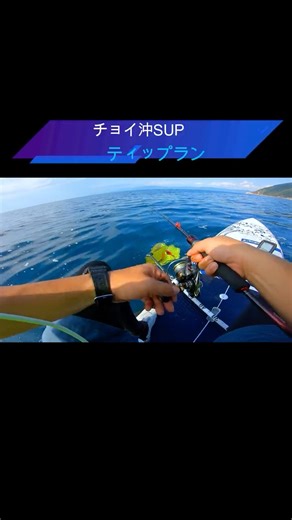 サップでチョイ沖 日中でもアオリイカが釣れる #釣り#ティップラン#エギング#サップフィッシング