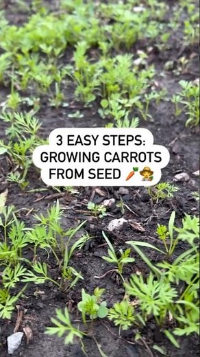 Simple way to start carrot seeds! Use this trick to guarantee germination! 🥕🌱👩‍🌾 #carrots