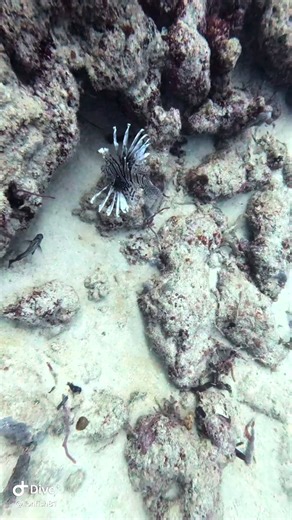 This video shows how murky it can be down there on the bottom of the ocean when we are hunting the invasive Lionfish. And you never know what’s going to be following you around on your quest! Thank you for watching and thanks to everyone who has been liking commenting following and of course, donating to our cause we’ve had so many awesome people help us out so we can get so many more Lionfish in different areas around the state! Thank you thank you thank you!!!❤️❤️❤️#zookeeper #showusyourzk #li