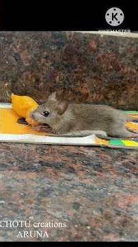 Gummy rat mats for catching Rats