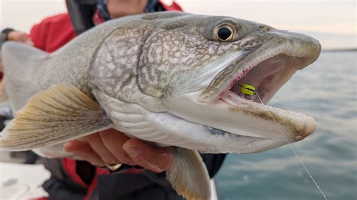 Trout fishing - bottom bounce method