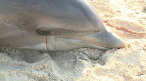 NOAA: Virus causing East coast dolphin deaths