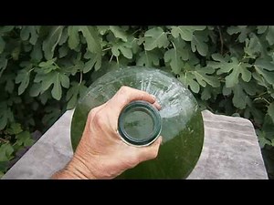 Як вирощувати хлореллу в домашніх умовах.How to grow chlorella in the home