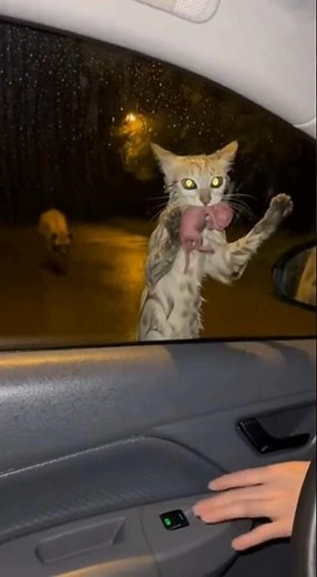 "Let's change a life together. Helping a mother cat in need 🥺❤️"