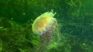 Beautiful lion’s mane jellyfish by @trishastovel 😍😍😍 Did you know It Can Grow Up to 120 Feet Long. By comparison, the largest recorded blue whale was a paltry 108 feet long. But don’t go around calling this jellyfish the world’s longest animal. Some marine biologists claim the saltwater bootlace worm (Lineus longissimus) deserves that title—when fully extended, it can stretch 180 feet from end to end‼️ | Maduro Dive