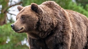 Orsi in Lombardia: in quali zone è possibile trovarli
