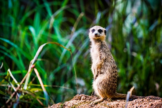What Do Meerkats Eat?