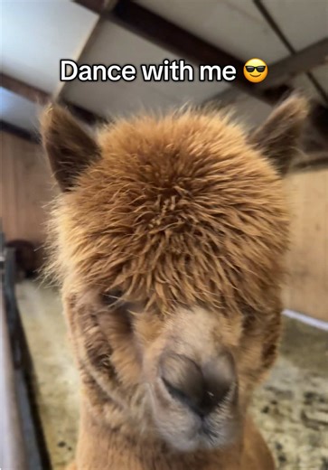 What do you think about my moves? 🔥 #alpaca #dance #moves #trend #fyp