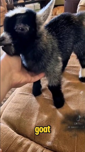 🐐 Funny Pygmy Goat – The Tiny, Super Playful Goat! #animalsfacts #pigmygoat#shorts