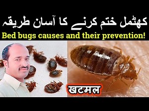 Bed bugs causes and their prevention! | khatmal marne ki dawa | खटमल | کھٹمل