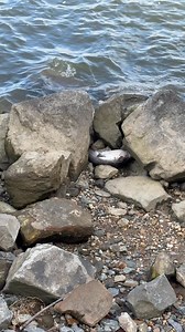 2.7M views · 25K reactions | I found a fish on the bank as I was setting up | Stephen Hazlife Fultz | Facebook