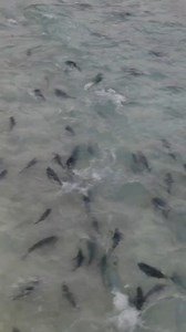 Sharks Getting Beached While Hunting | Back 2 Basics Adventures