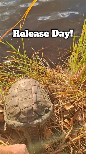 Every release tells a story—and this one’s all about resilience, instinct, and the incredible precision of nature. This snapping turtle was rescued in Loveland, Colorado after being struck by a car while crossing the road. Thankfully, after a journey down his road to recovery, this turtle is back in the wild! During the fall, turtles across Colorado begin traveling in search of safe places to brumate—a hibernation-like state that helps them survive the cold winter months. Many turtles use a diff
