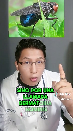 ¿Qué es la miasis cutánea o boro boro?