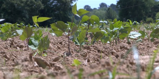 Rent a row, farm your own produce for $20 in Forrest County