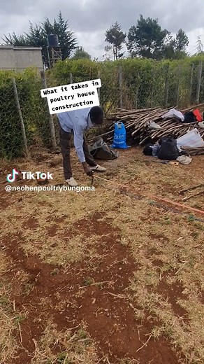 NEO-HEN|FARMS HUB|0717213083 on TikTok