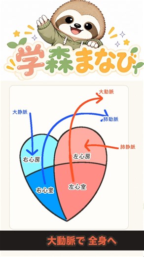 【循環器心臓編】血の流れは矢印4本｜上が心房・下が心室【からだの地図】#Shorts