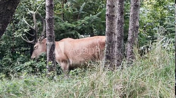 großer Hirsch frisst im Wald