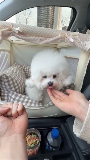 Unveiling the Secrets: Raising Kids vs. Bichon Frise Debut