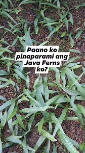 5.7K views · 71 reactions | Paano ko pinopropagate ang Java Fern? #aquascapingnegros #reels | Aquascaping Negros | Facebook