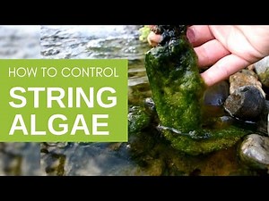 How to Kill String Algae in Your Pond? - The Aquarium Adviser